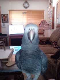 Lost African Grey