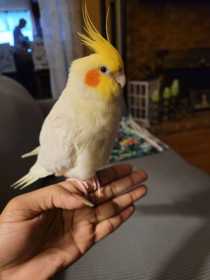 Lost Cockatiel