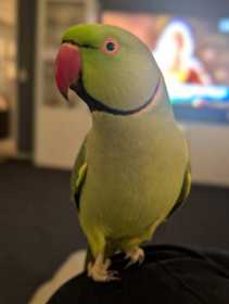 Lost Indian Ringneck Parakeet