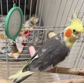 Lost Cockatiel