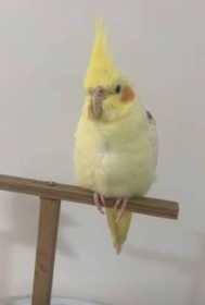 Lost Cockatiel