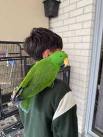 Lost Eclectus