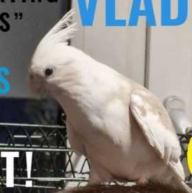 Lost Cockatiel