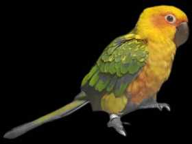 Lost Conure