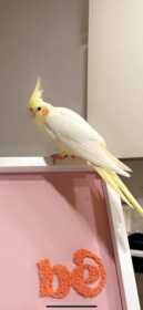 Lost Cockatiel