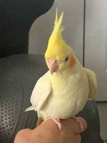 Lost Cockatiel