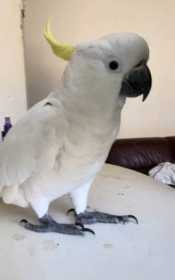 Lost Cockatoo