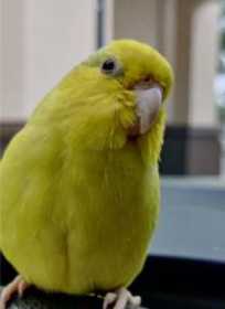 Lost Parrotlet