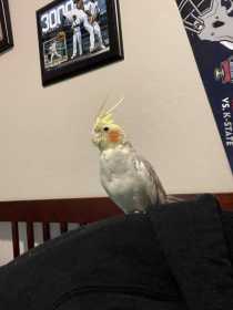 Lost Cockatiel