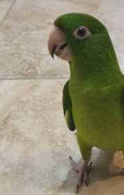 Lost Conure