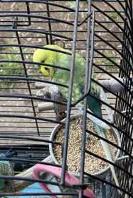 Lost Budgerigar