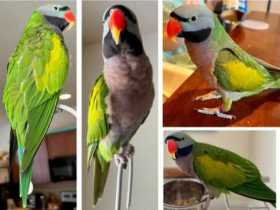 Lost Mustached / Moustached Parakeet