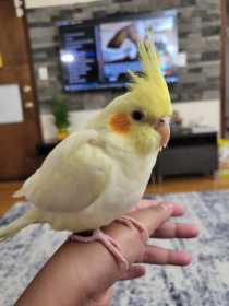 Lost Cockatiel