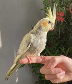 Lost Cockatiel