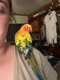 Lost Conure