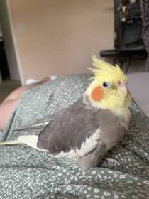 Lost Cockatiel