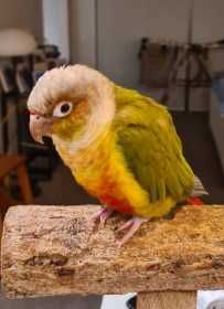 Lost Conure