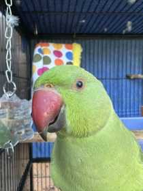 Lost Indian Ringneck Parakeet