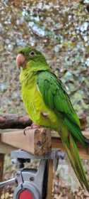 Lost Conure