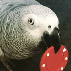 Lost African Grey