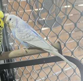 Lost Budgerigar