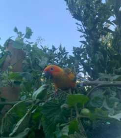 Lost Conure