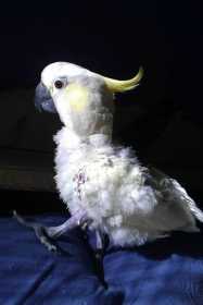 Lost Cockatoo