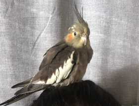 Lost Cockatiel