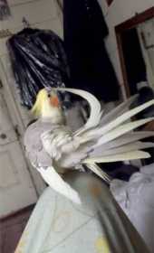 Lost Cockatiel