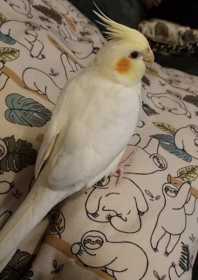 Lost Cockatiel