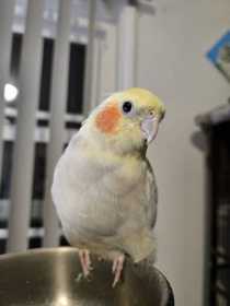 Lost Cockatiel