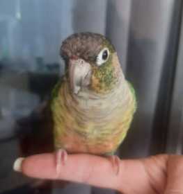 Lost Conure