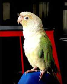 Lost Conure