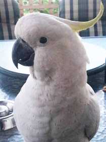 Lost Cockatoo