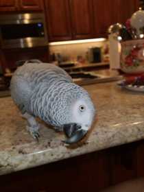 Lost African Grey