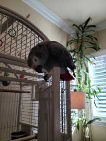 Lost African Grey