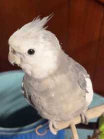 Lost Cockatiel