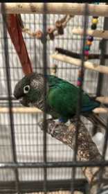 Lost Conure