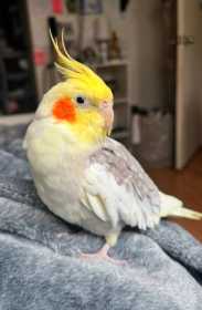 Lost Cockatiel