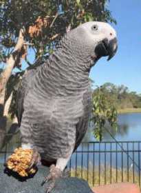 Lost African Grey