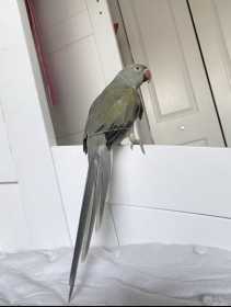 Lost Indian Ringneck Parakeet