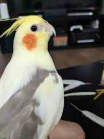 Lost Cockatiel