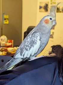 Lost Cockatiel