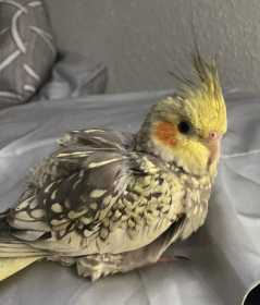 Lost Cockatiel