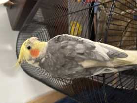 Lost Cockatiel