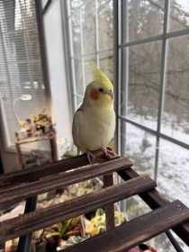 Lost Cockatiel