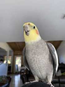 Lost Cockatiel