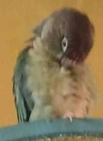 Lost Conure