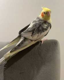 Lost Cockatiel