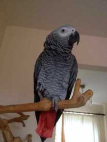 Stolen African Grey